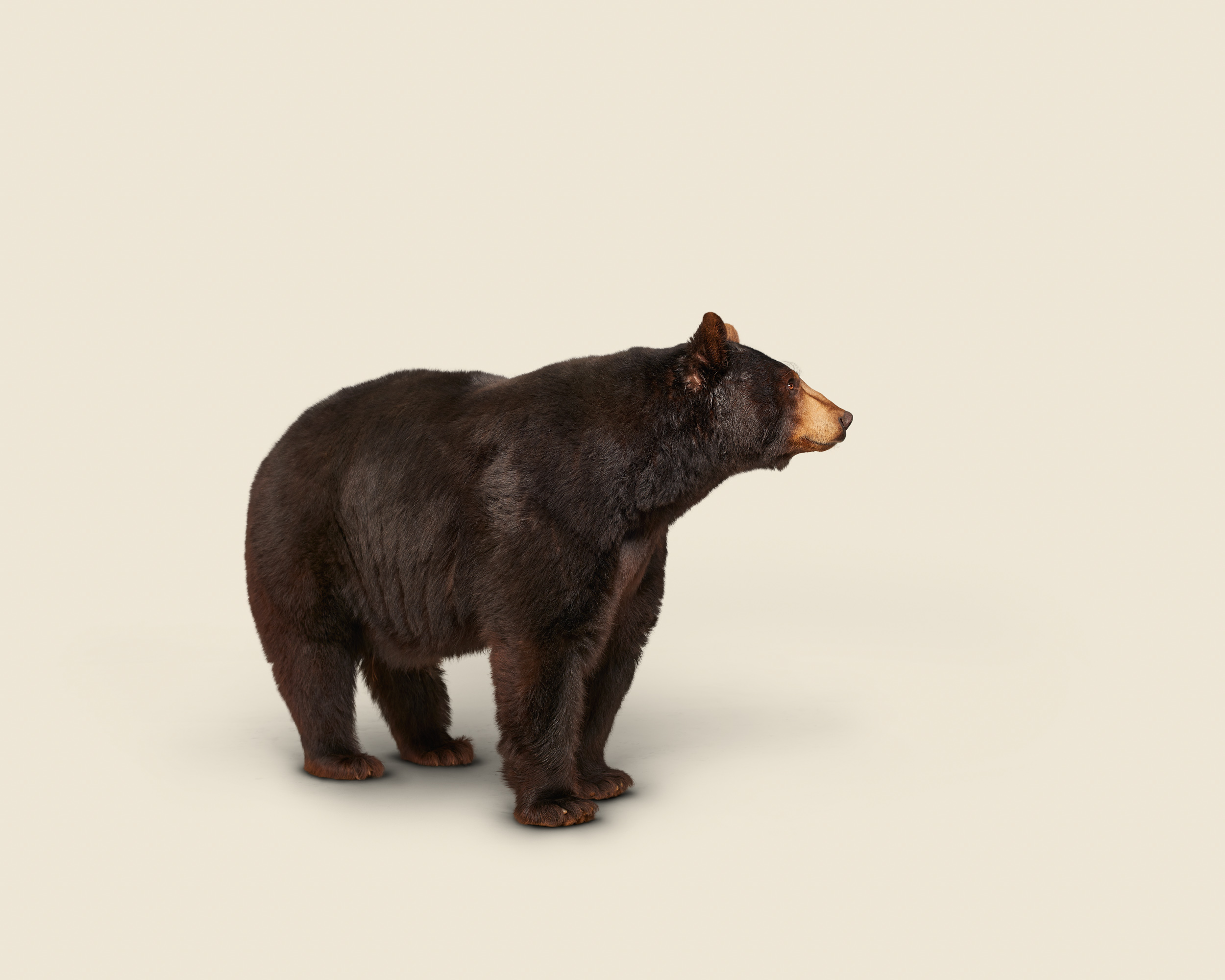 Ursus americanus No 1 (black bear)