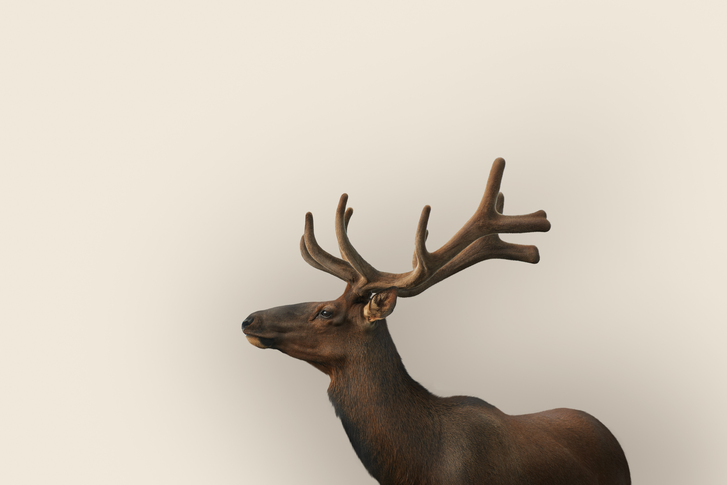 Cervus canadensis (elk)
