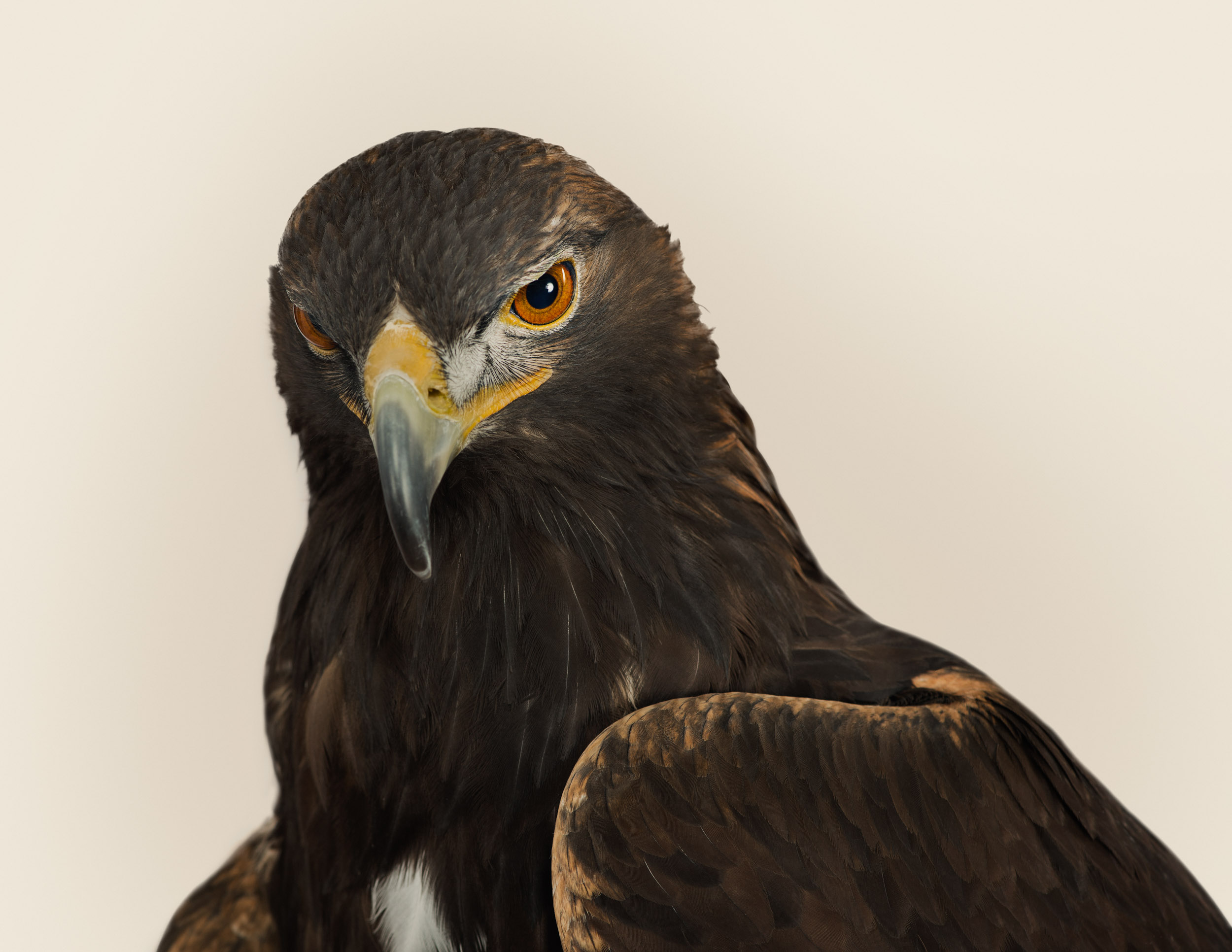 Aquila chrysaetos (golden eagle)