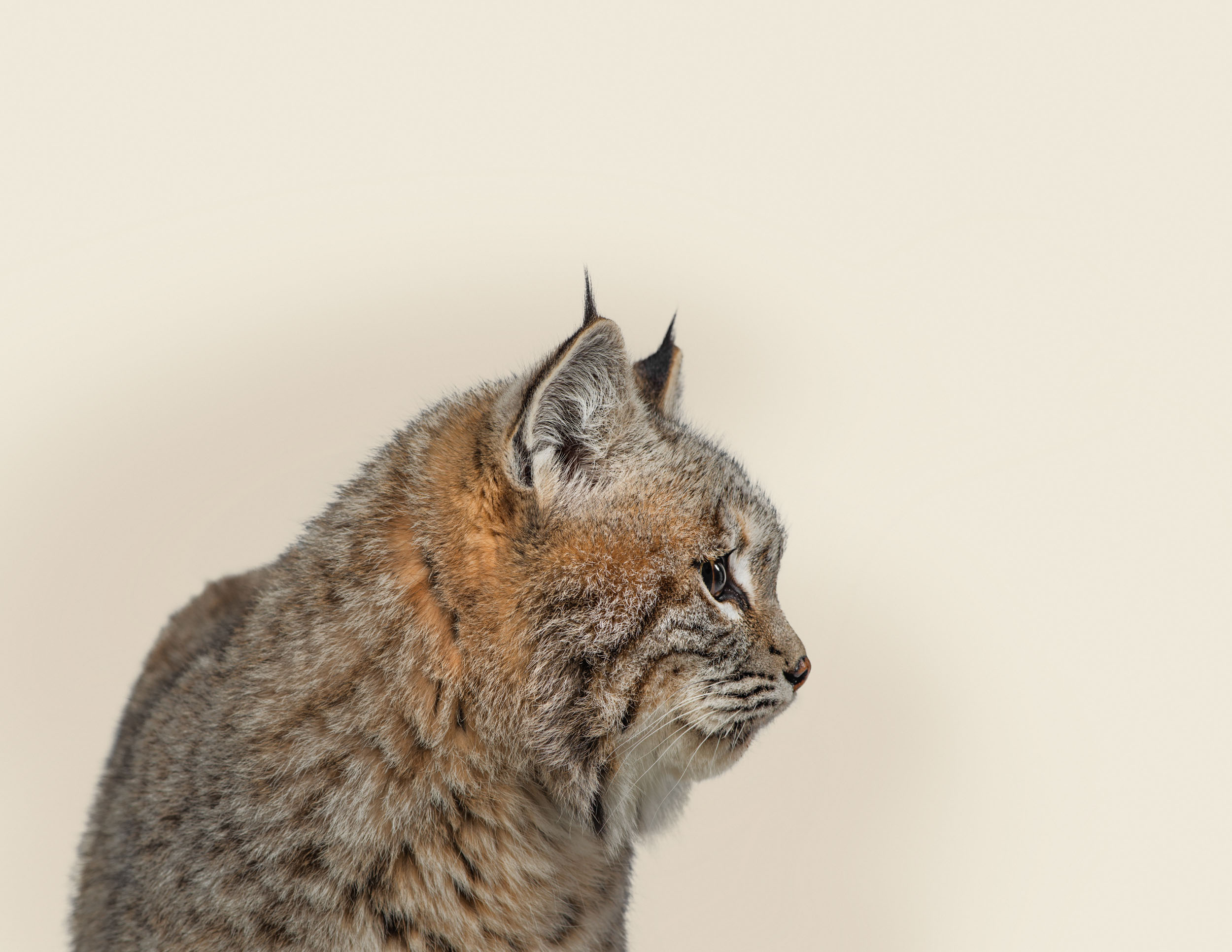 Lynx rufus No 1 (bobcat)
