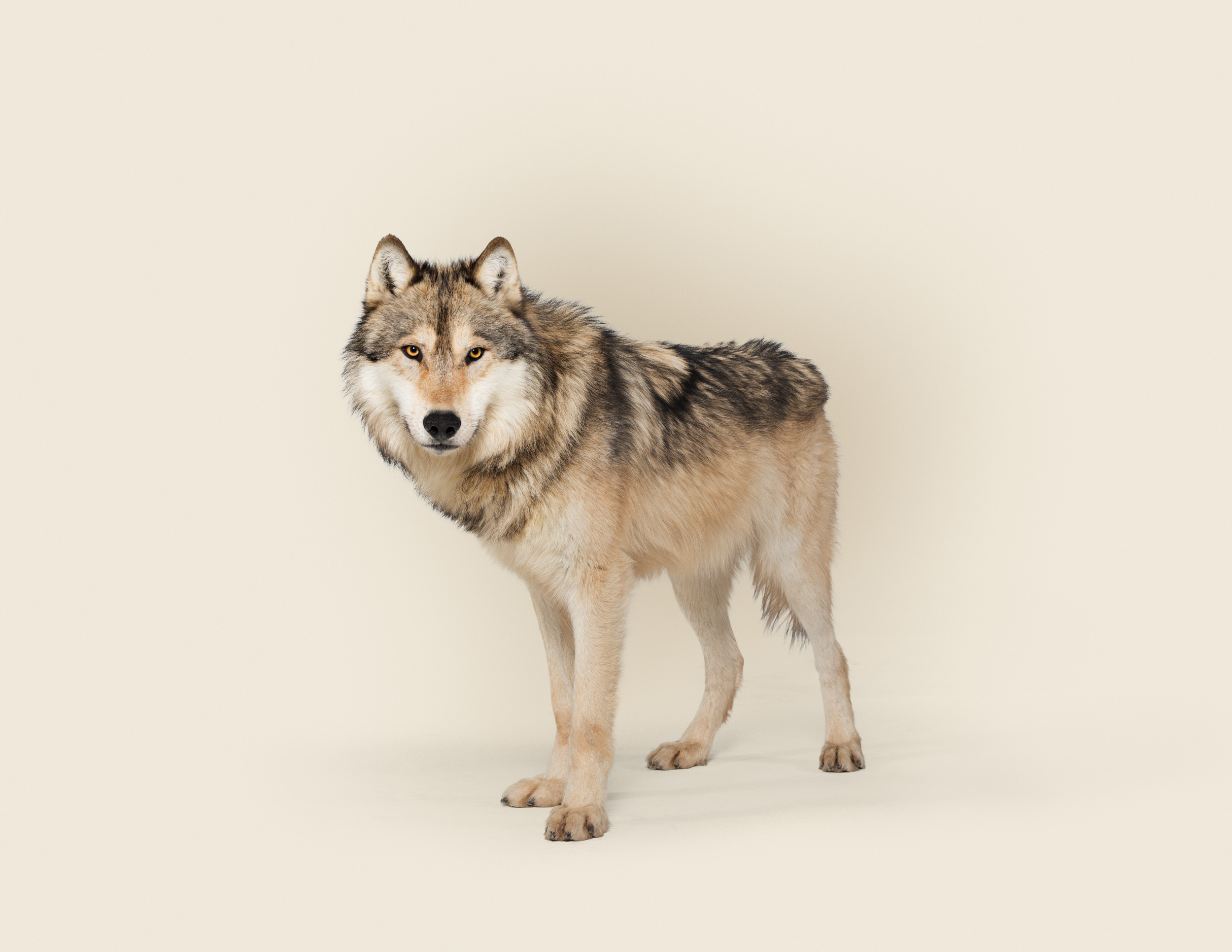 Canis lupus No 1 (grey wolf)