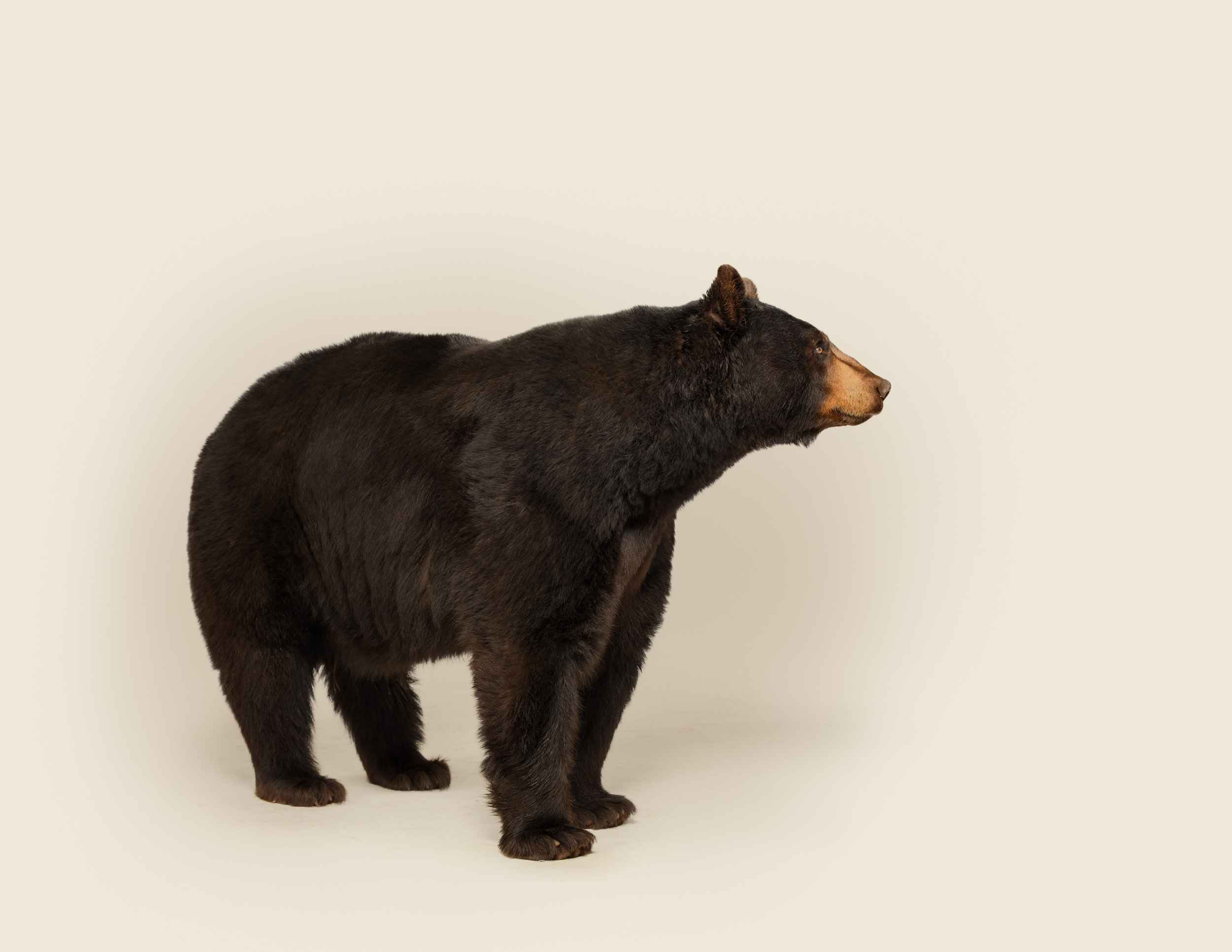 Ursus americanus No 1 (black bear)