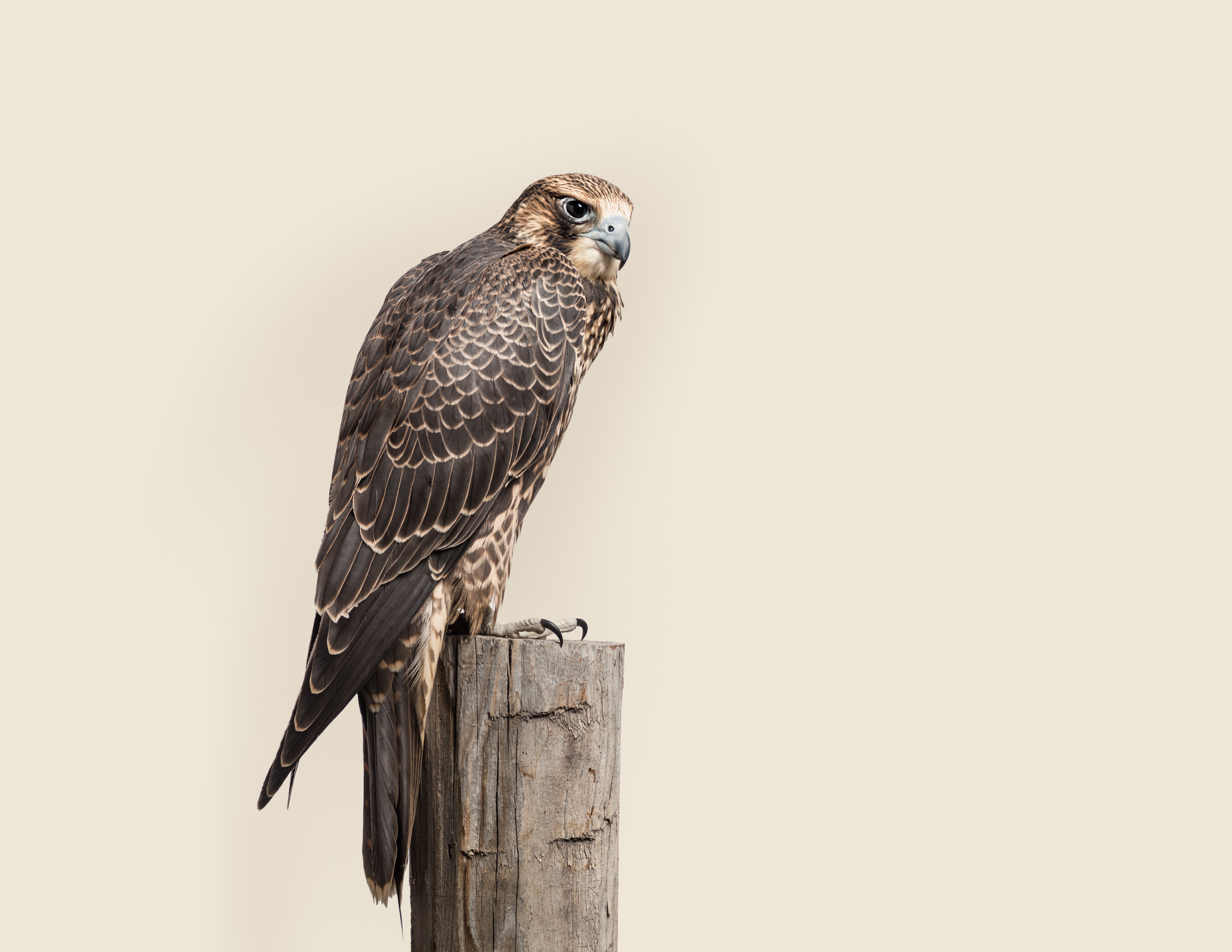 Falco peregrinus x Falco rusticolus No 1 (peregrine gyr falcon hybrid)