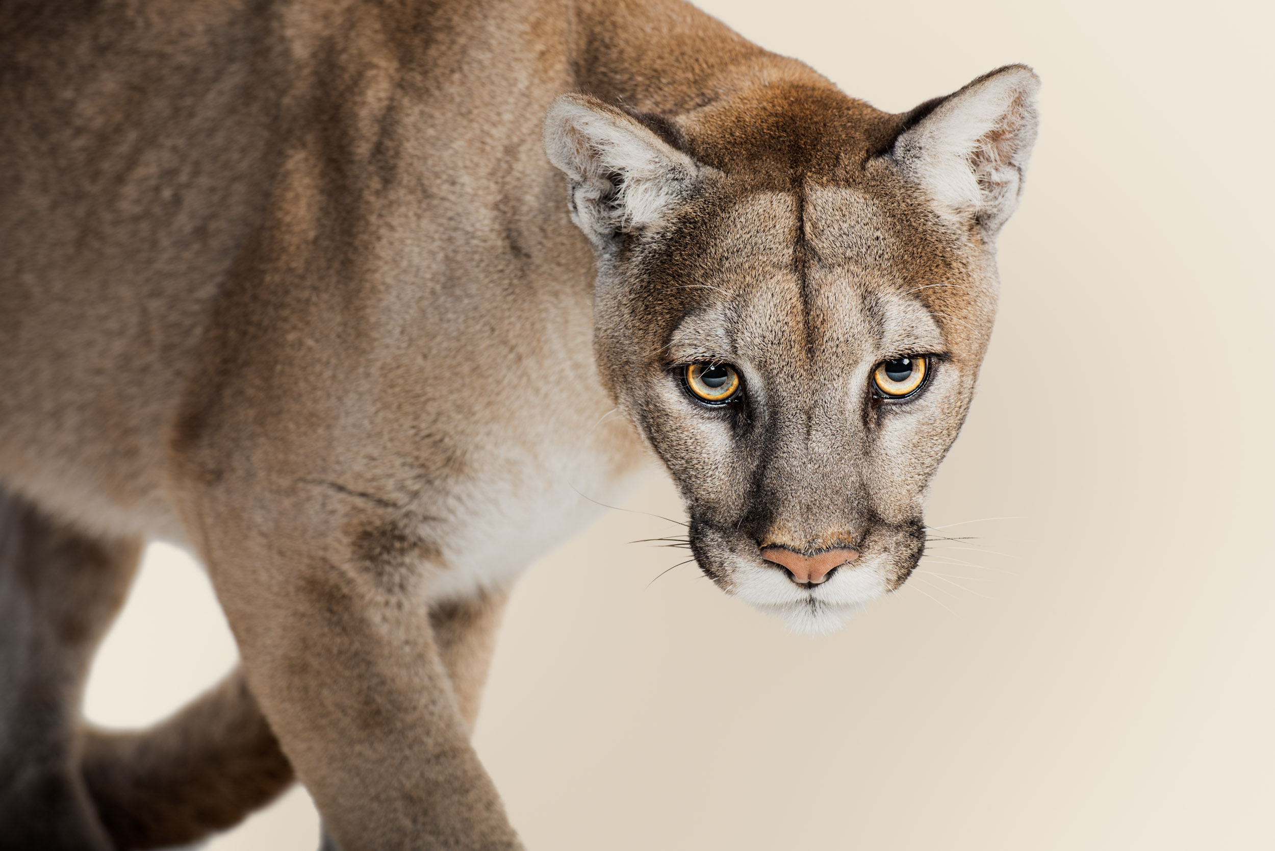 YNP-019