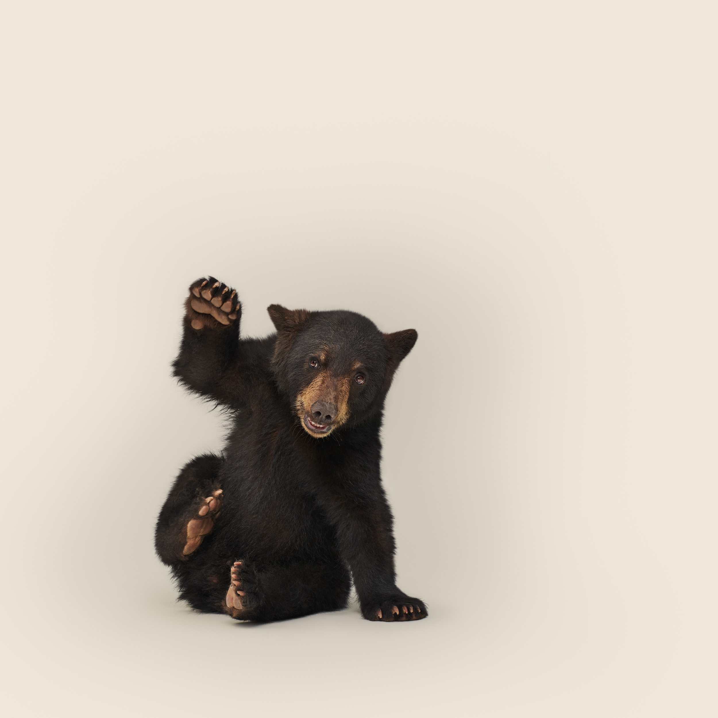 Ursus americanus juvenile No 1 (black bear)