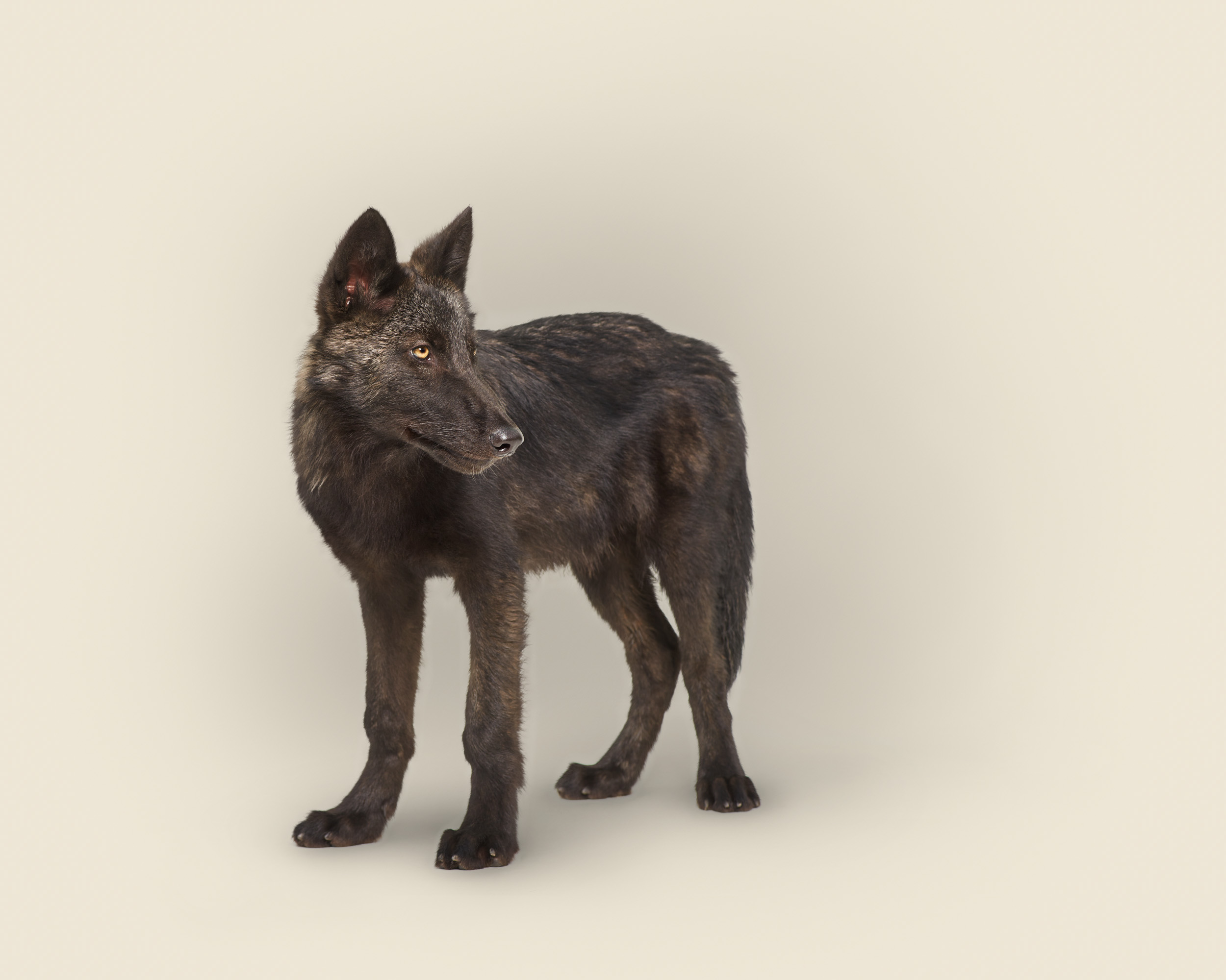 Canis lupus No 3  (grey wolf)