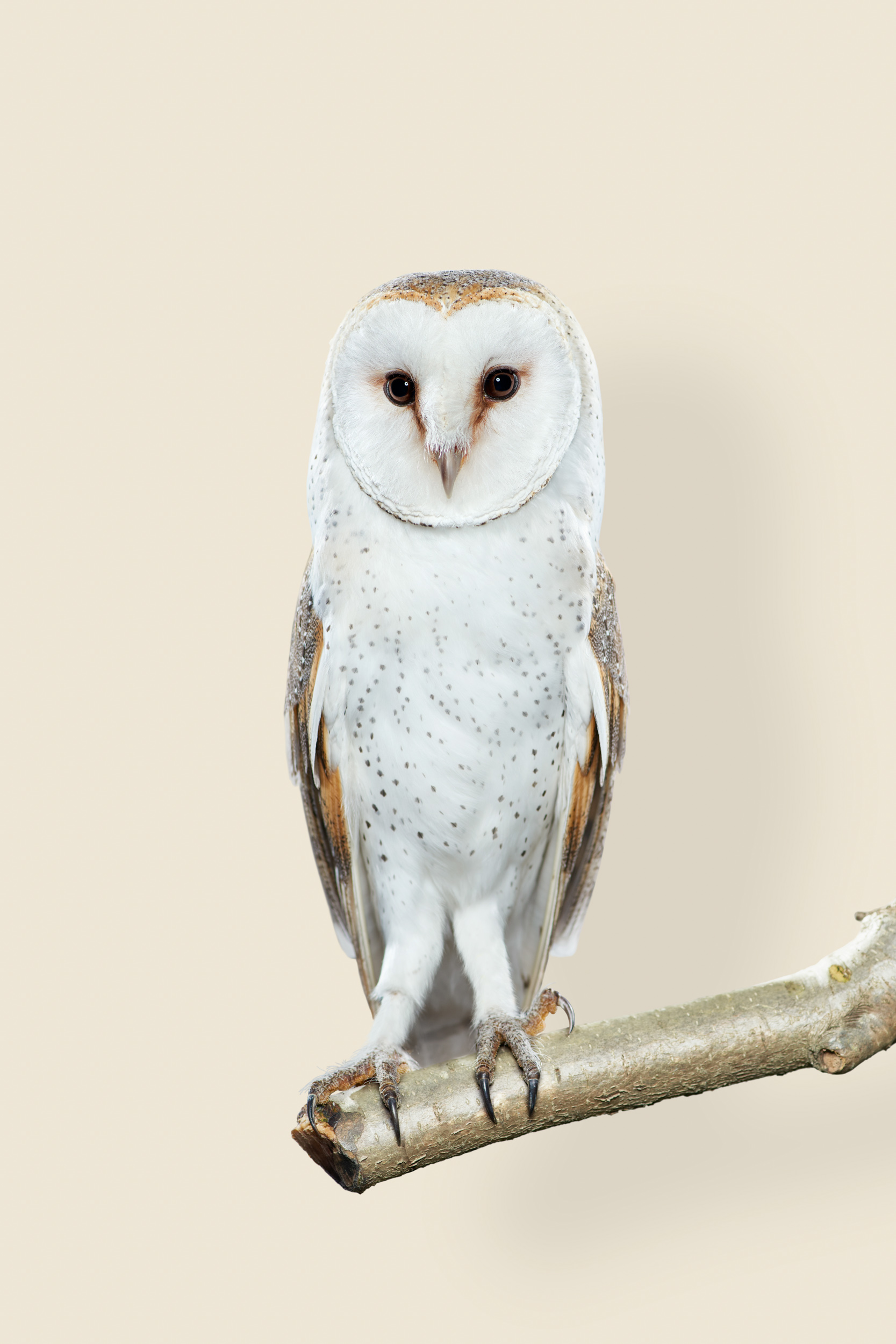 Tyto alba (barn owl)