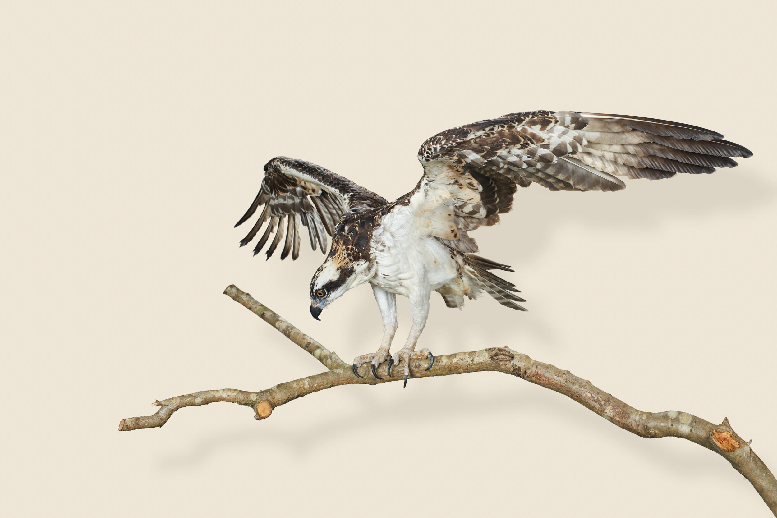 Pandion haliaetus (osprey)